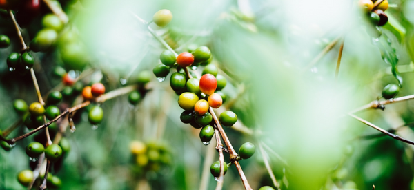Coffee Bean Journey. Терруар та вирощування зерна.