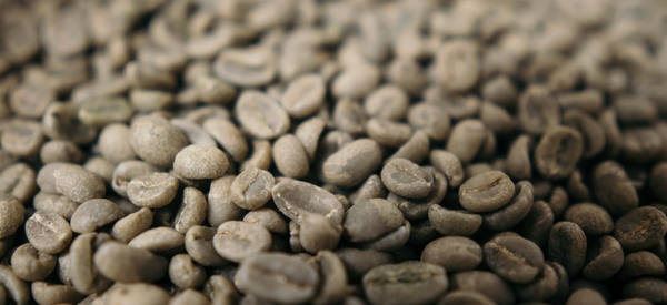 Coffee Journey: зелена кава, каппінг та обсмажування